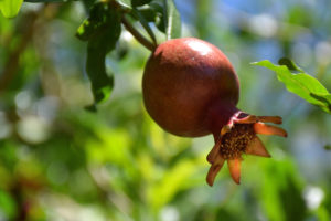 granaatappel fruit