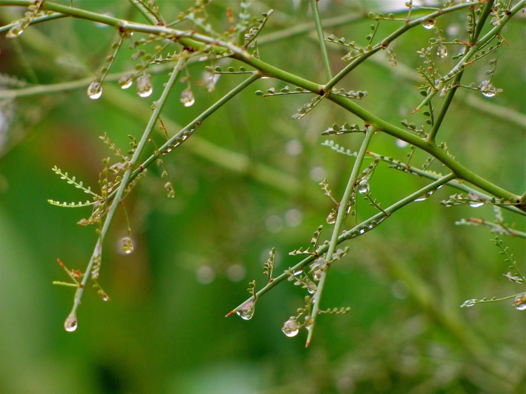 Water drops on little leaf palo verde