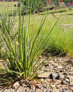 Giant hesperaloe