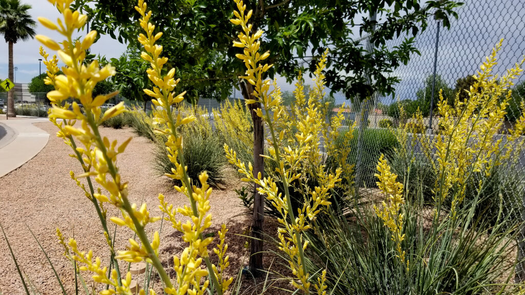 Hesperaloe
