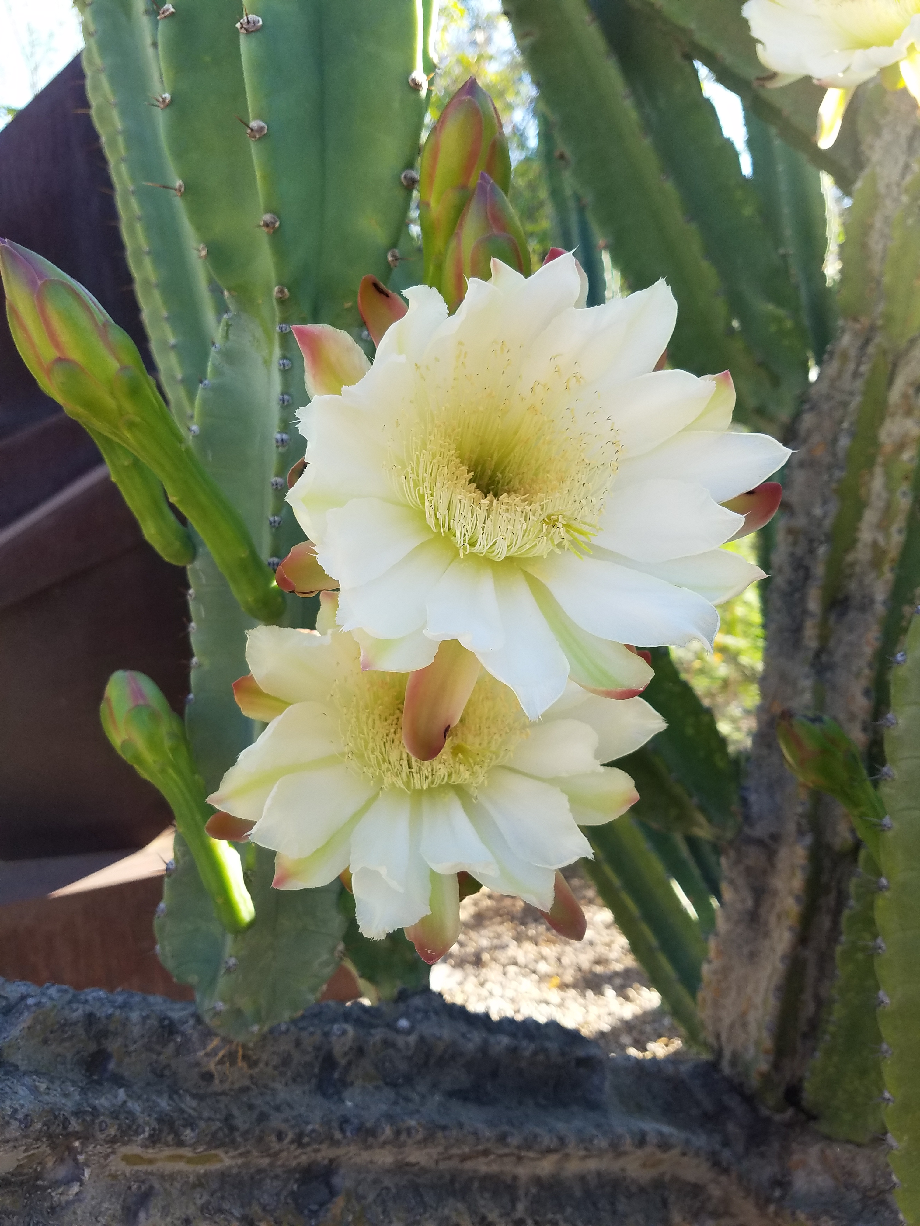 plant of the month: night-blooming cereus | water - use it wisely