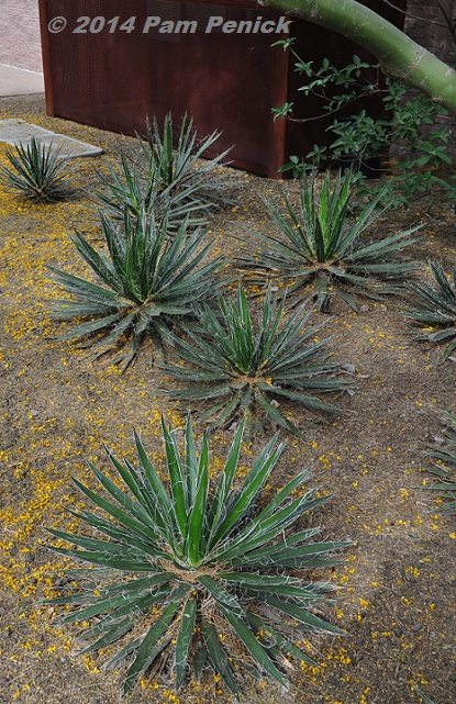 Drought-tolerant plants like agaves are massed for effect. Golden “confetti” from flowering palo verde trees dusts the ground.