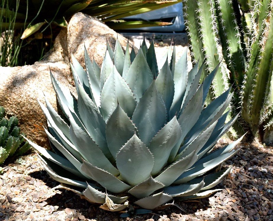 Keep your backyard healthy by planting native plants, like this agave. 
