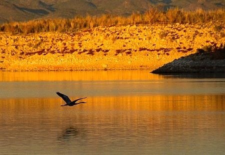 Alamo Lake State Park: A great blue heron flies just above the water on Alamo Lake