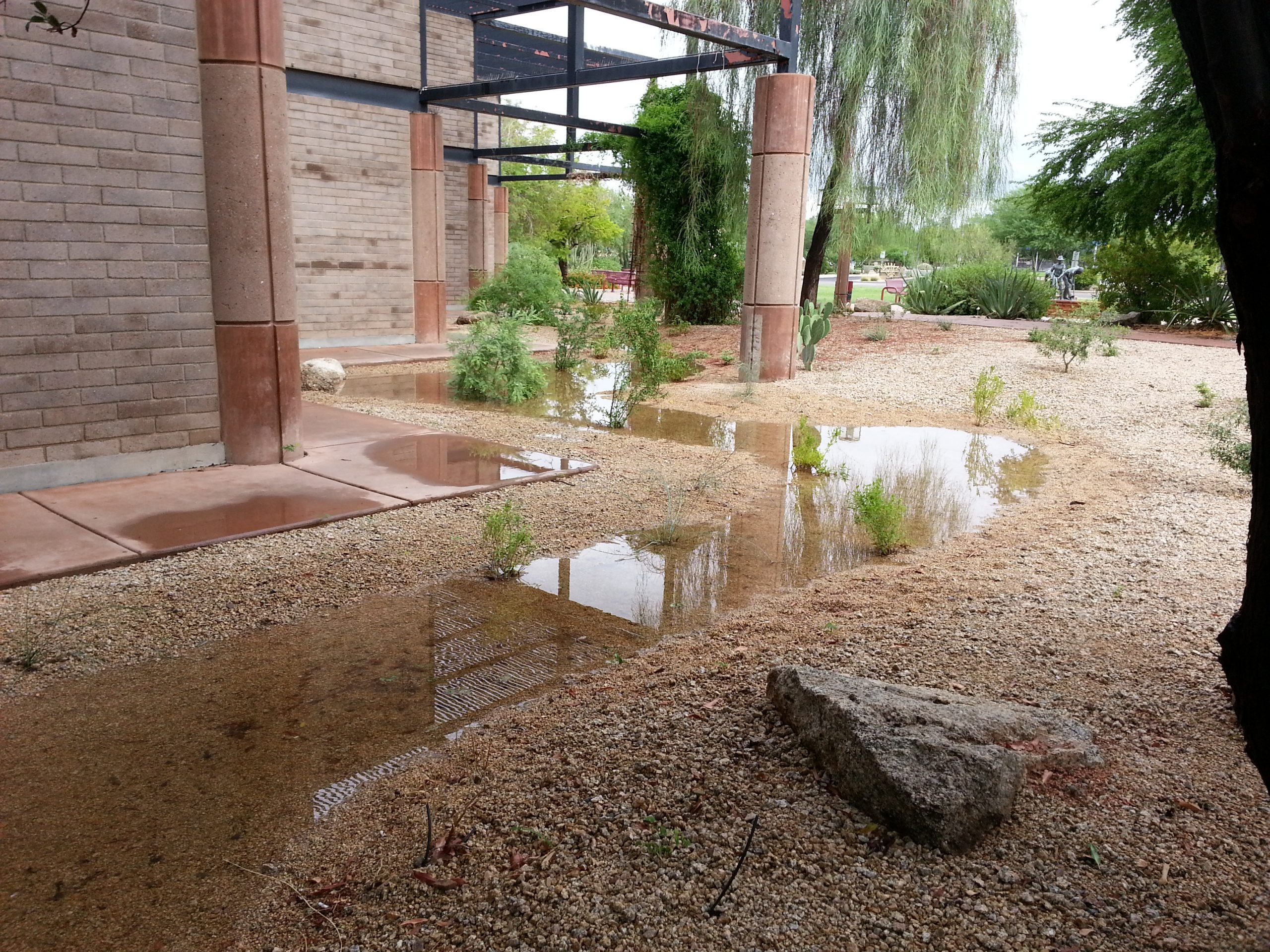 Basins with rainwater Aug 2014 (2)