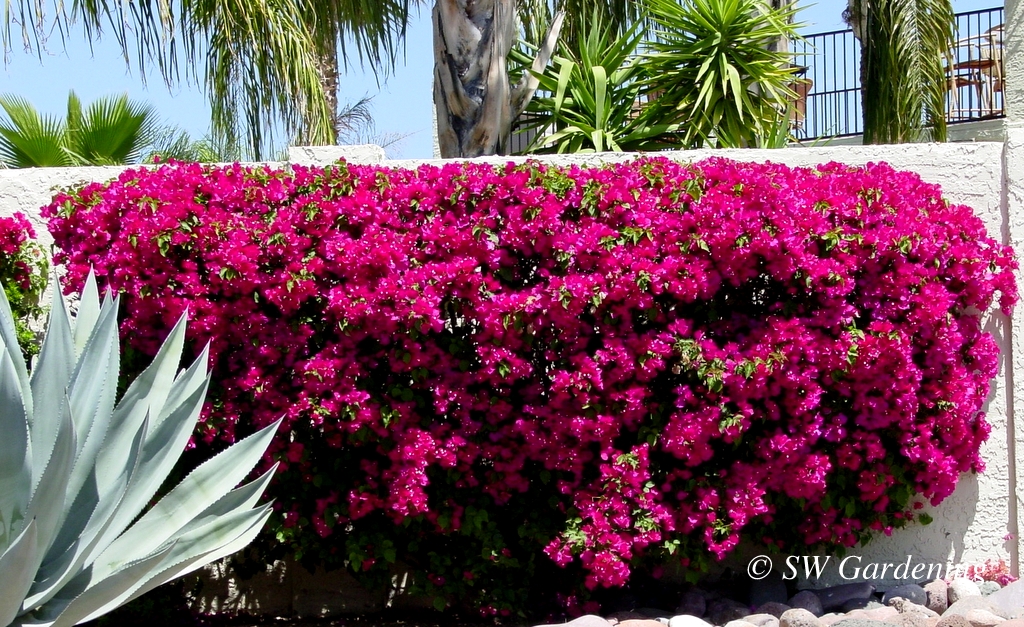 Bougainvillea: You Can Grow That | Water - Use It Wisely