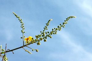 Caesalpinia cacalaco flower 2