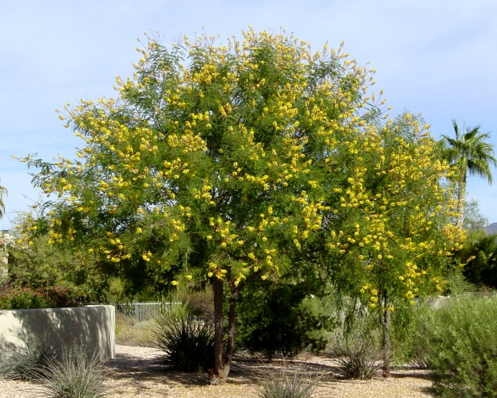 Cascalote tree in bloom