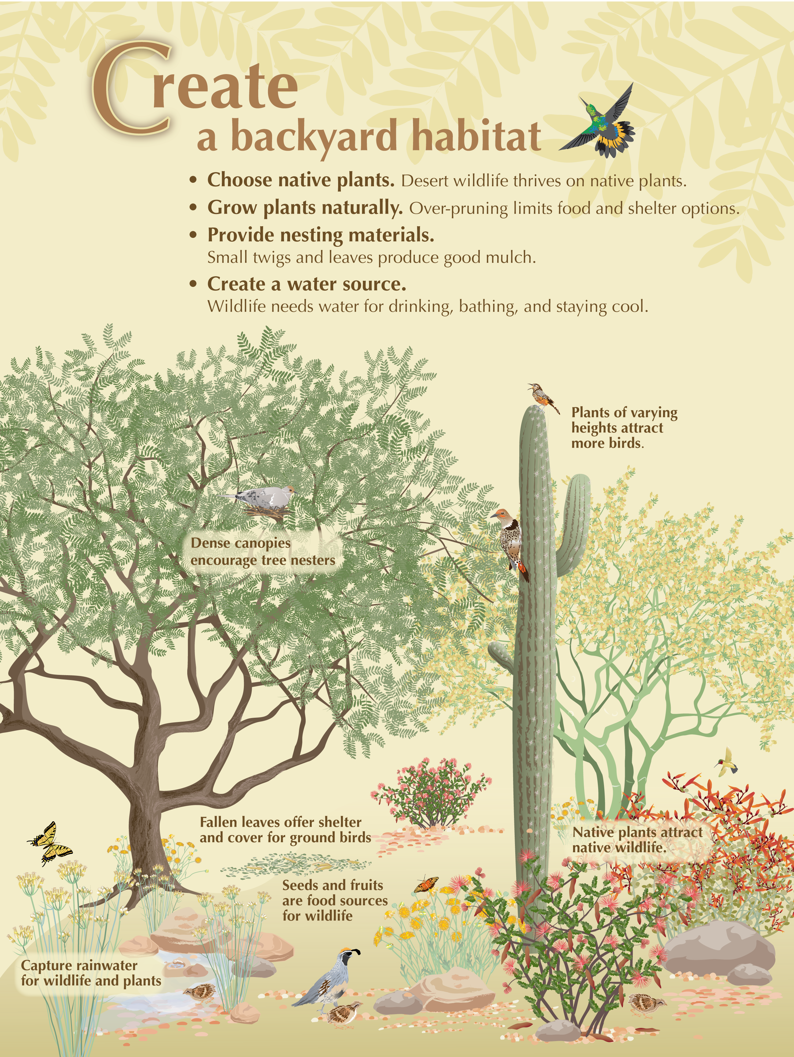 Create a Backyard Habitat Illus.
