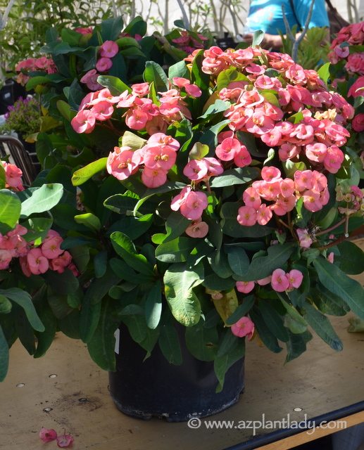 Crown of Thorns (Euphorbia milii) with pink flowers
