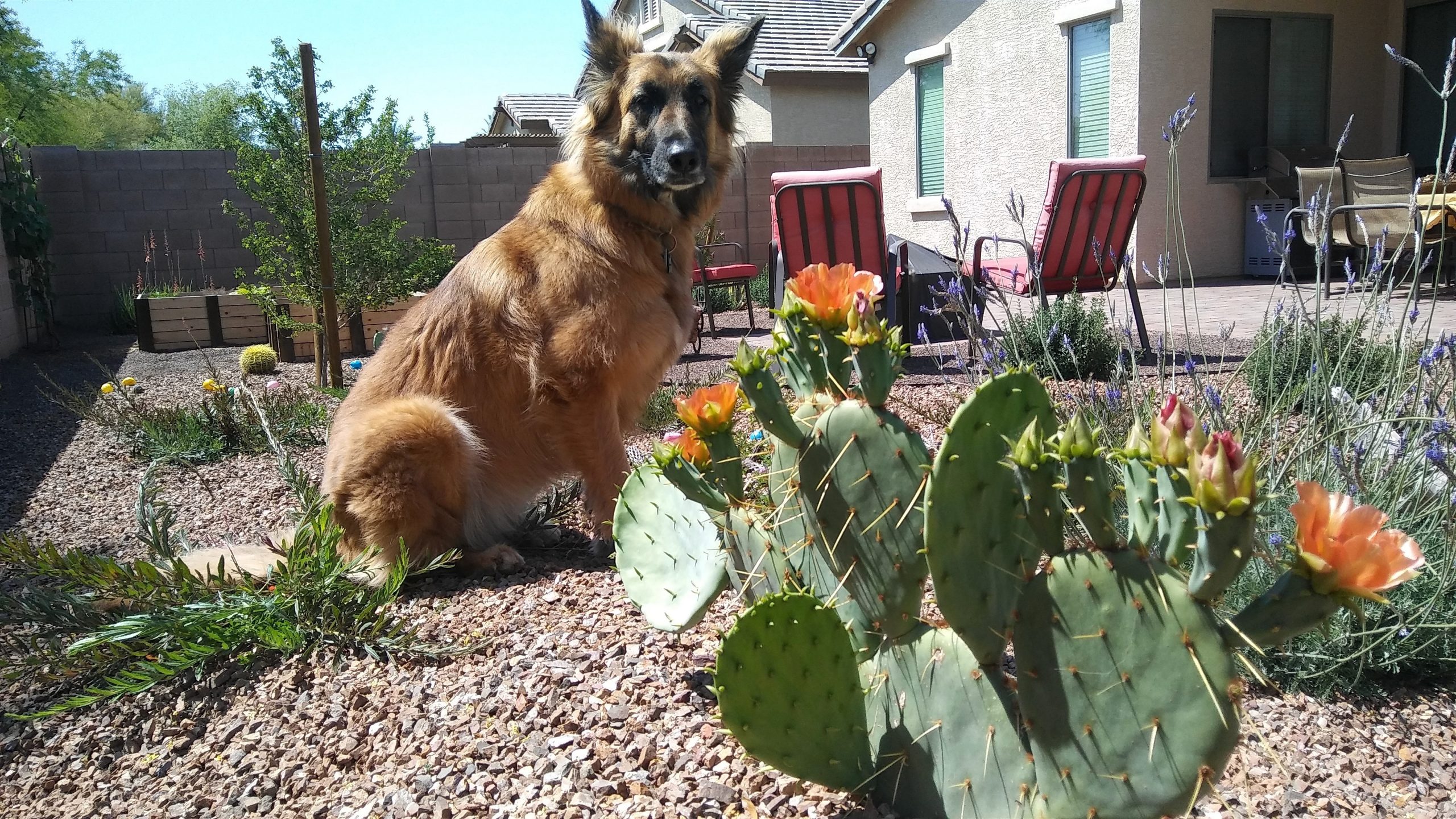 Drab to Fab: Abby the dog poses for a picture in the newly-renovated backyard. 