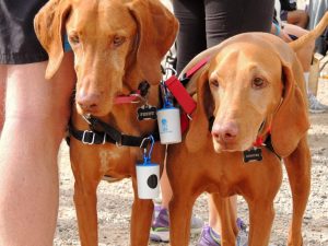 Penny and Rooster are helping to keep the local waterways clean by showing off their compact refillable bag dispensers (Bags on Board) at the March Fix a Leak Week race in Peoria. Photo by Donna DiFrancesco