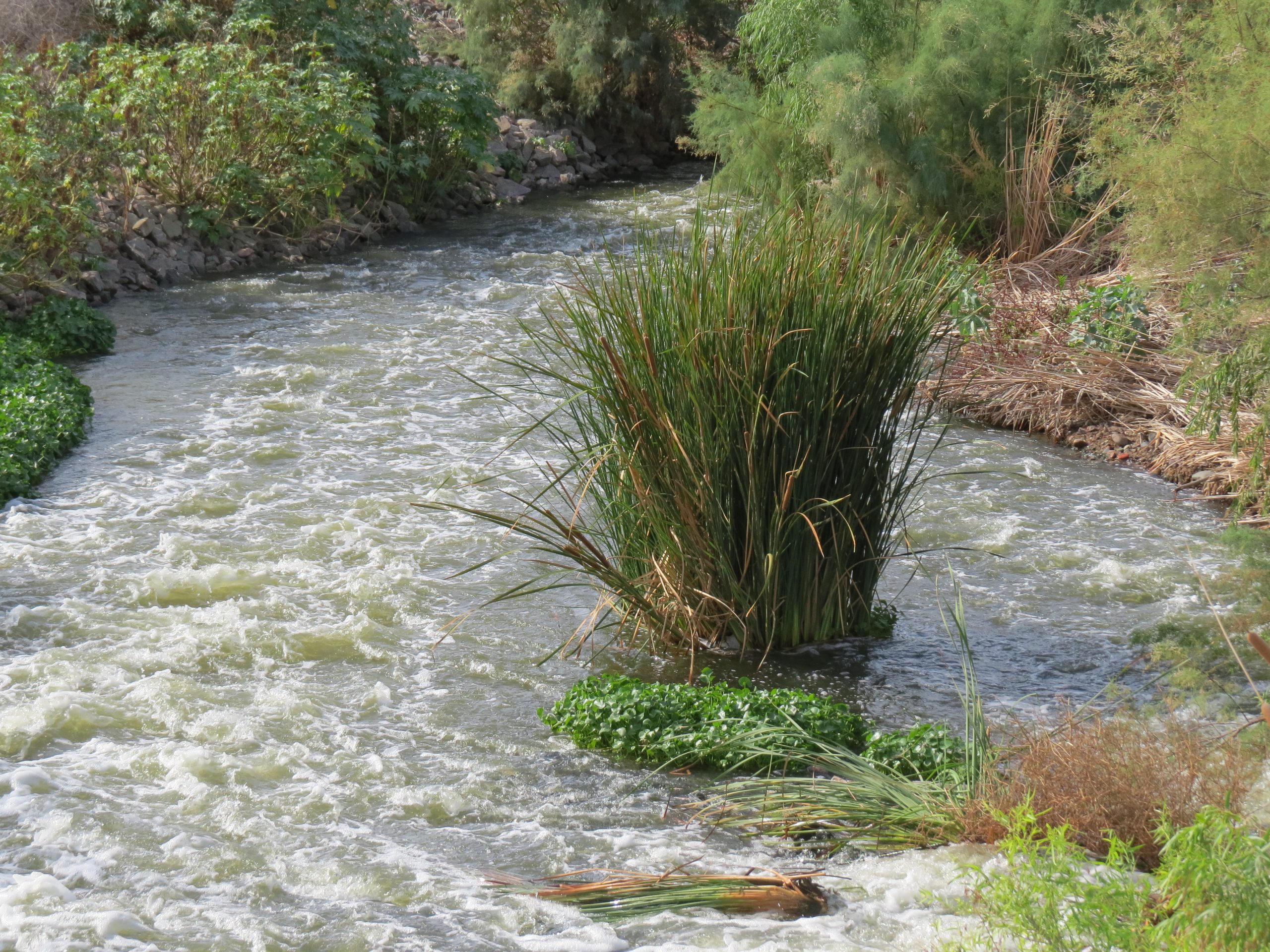 CELEBRATE AZ WATER WITH US AT TRES RIOS WETLANDS - Water Use It Wisely