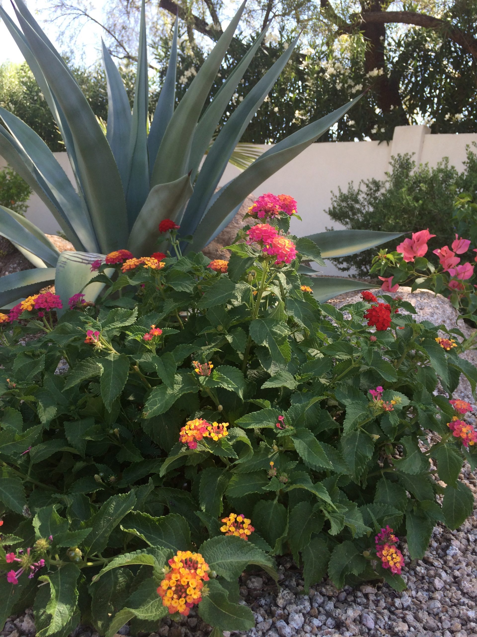 Xeriscape versus zeroscape: Is there a difference? | Water -Use It Wisely
