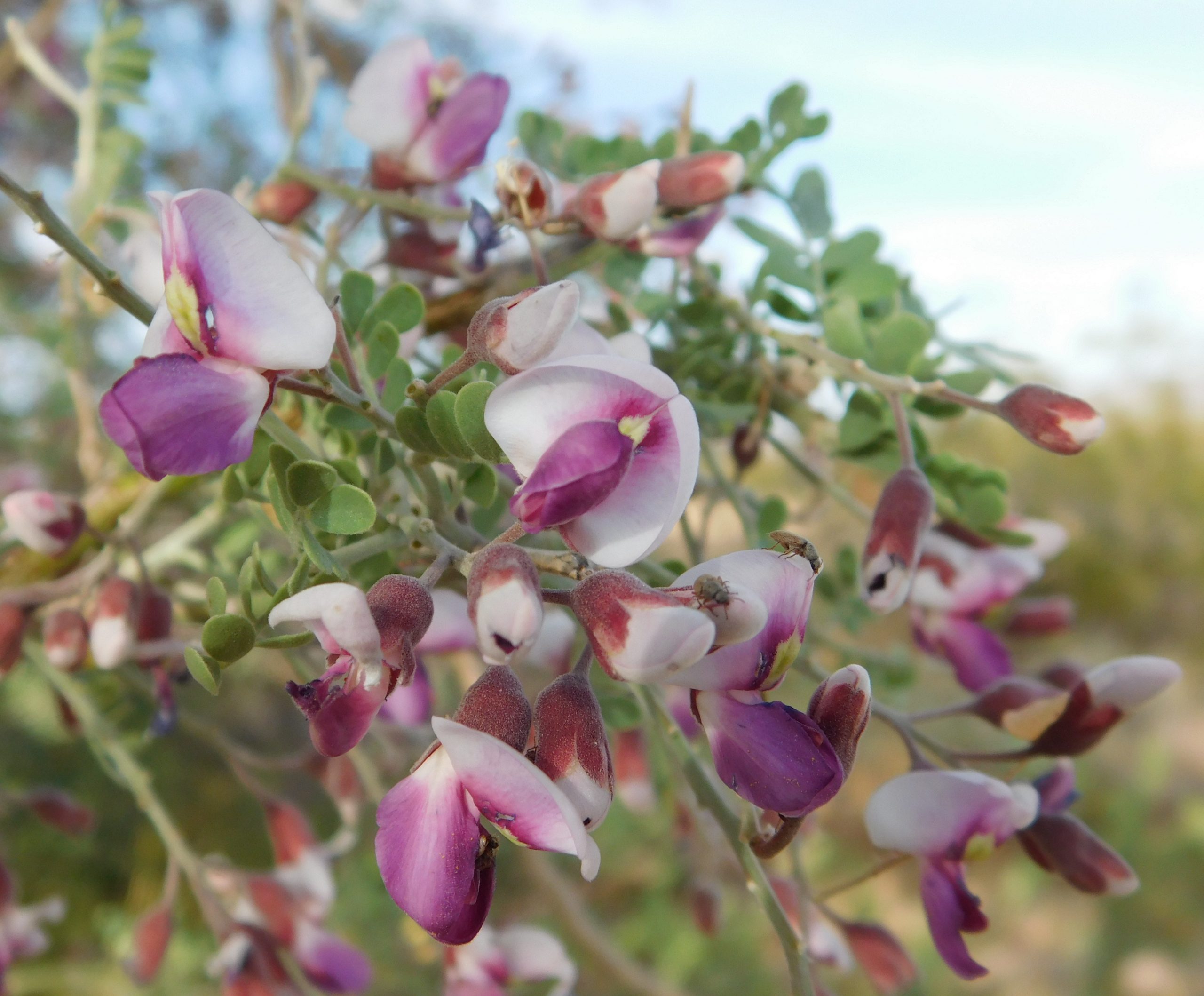 Plant of the Month: Ironwood — The Desert's Oldest Nurse