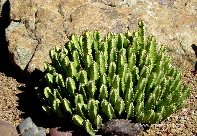Moroccan Mound (Euphorbia resinifera) is a green, mounding clump