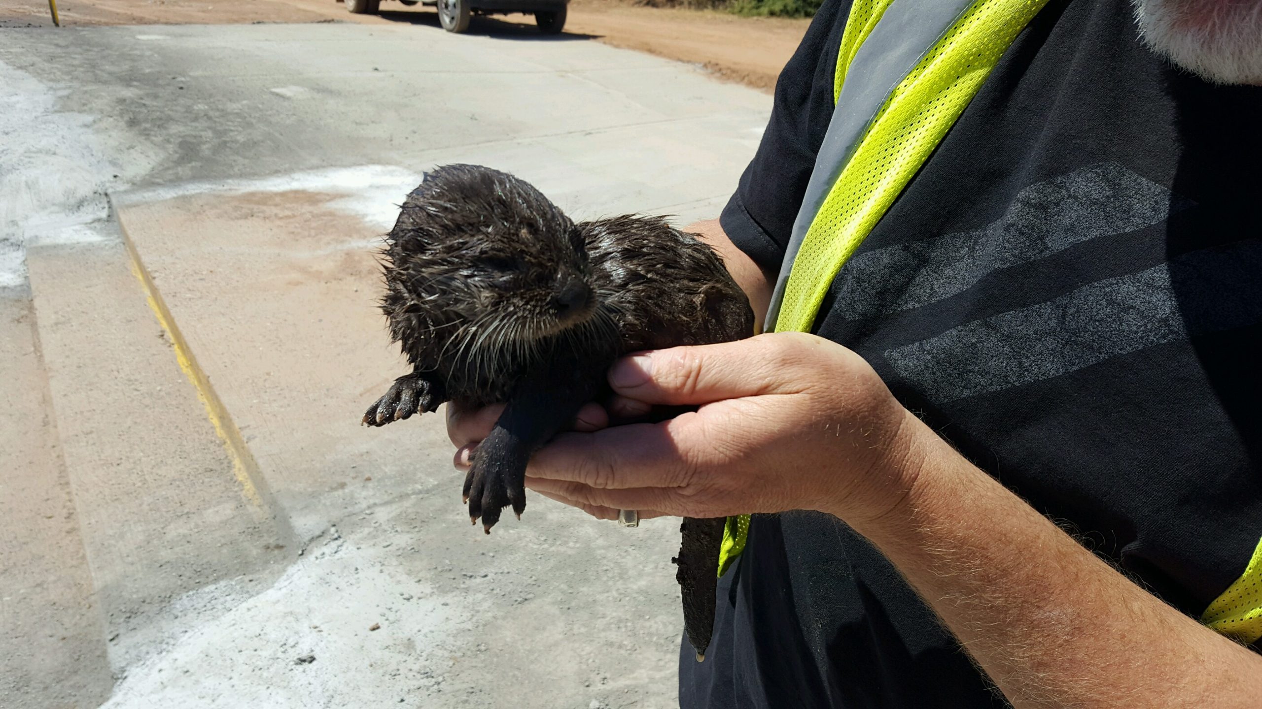 Baby otter rescued from canal.
