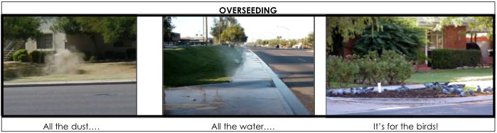 Overseeding: photos of dust, sprinklers spraying and birds eating the seed.