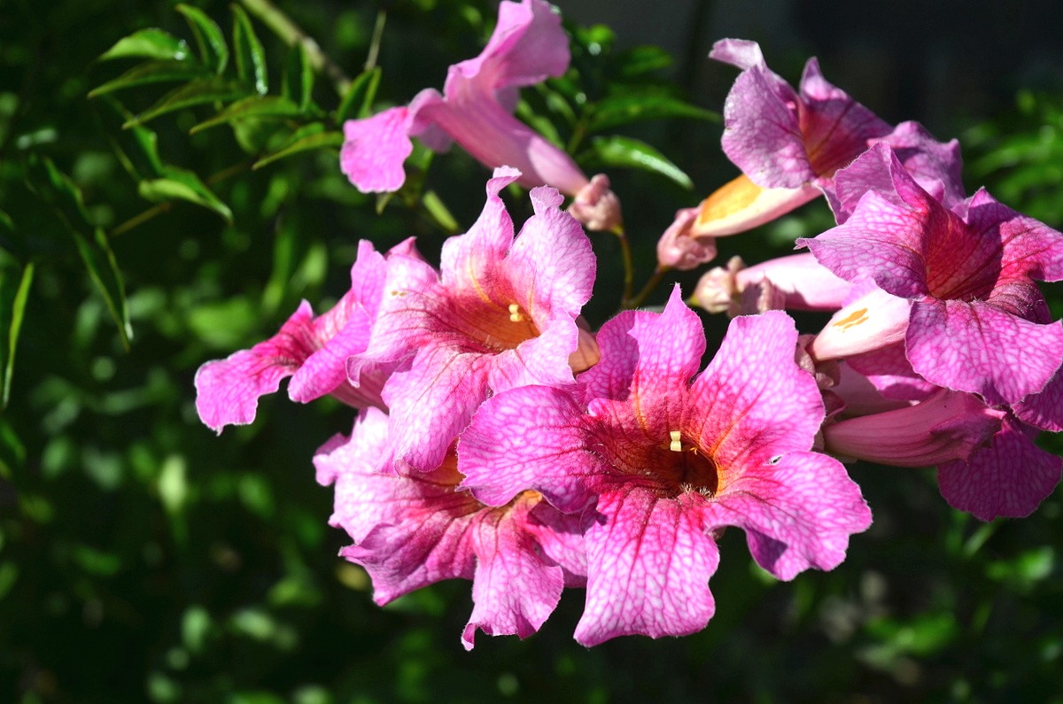 pink trumpet vine or podranea flower – plant of the month