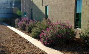 These unsheared Texas Sage shrubs feature striking flowers and a compact natural shape. What an improvement from the formal, flowerless shapes (same shrub) in the photo above.