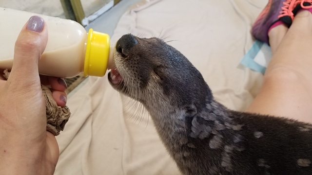 Baby otter rescued from canal enjoys a bottle of milk. 