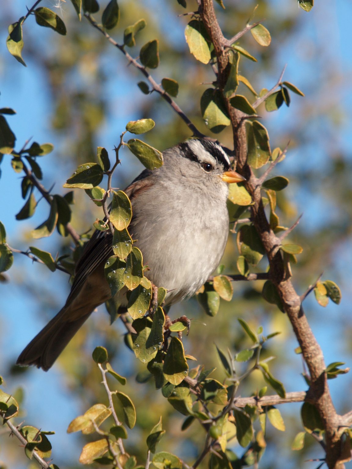 Plant of the Month: Desert Hackberry | Plants for Birds - Part 1