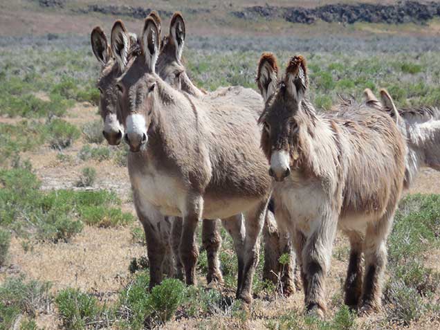 Wild Burros, possibly descended from burros brought to Alamo Lake by Spanish explorers