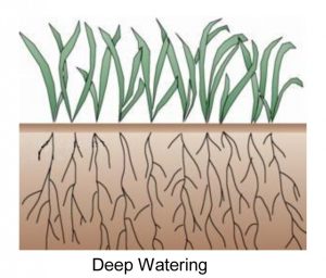 Roots that grow deep into the soil create grass that is stronger, healthier and better able to withstand the brutal heat of summer.
