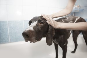 Dog getting a bath with Safer Choice shampoo