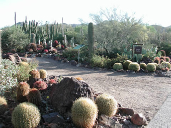 Cacti at Arizona-Sonora Desert Museum
