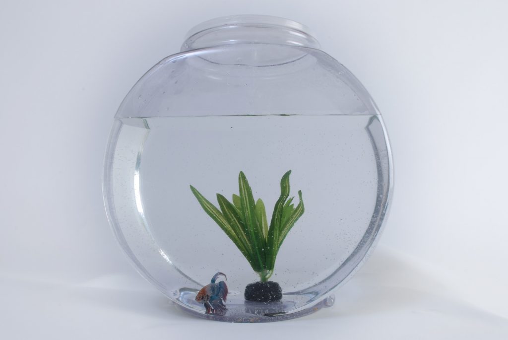 Resolve to Save Water: Round, glass fish tank with a Beta fish.