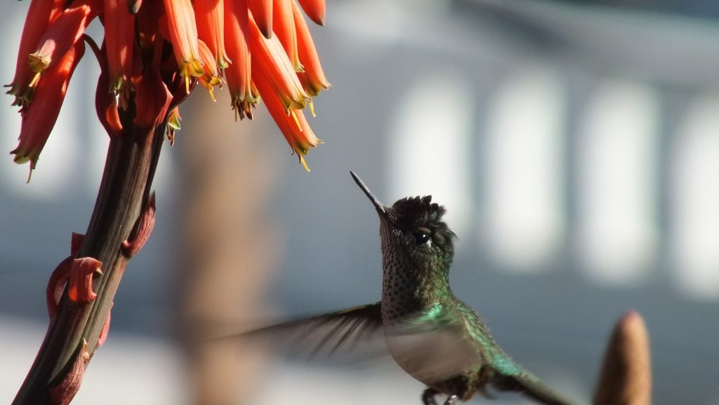 A hummingbird gets a drink from an aloe vera plant