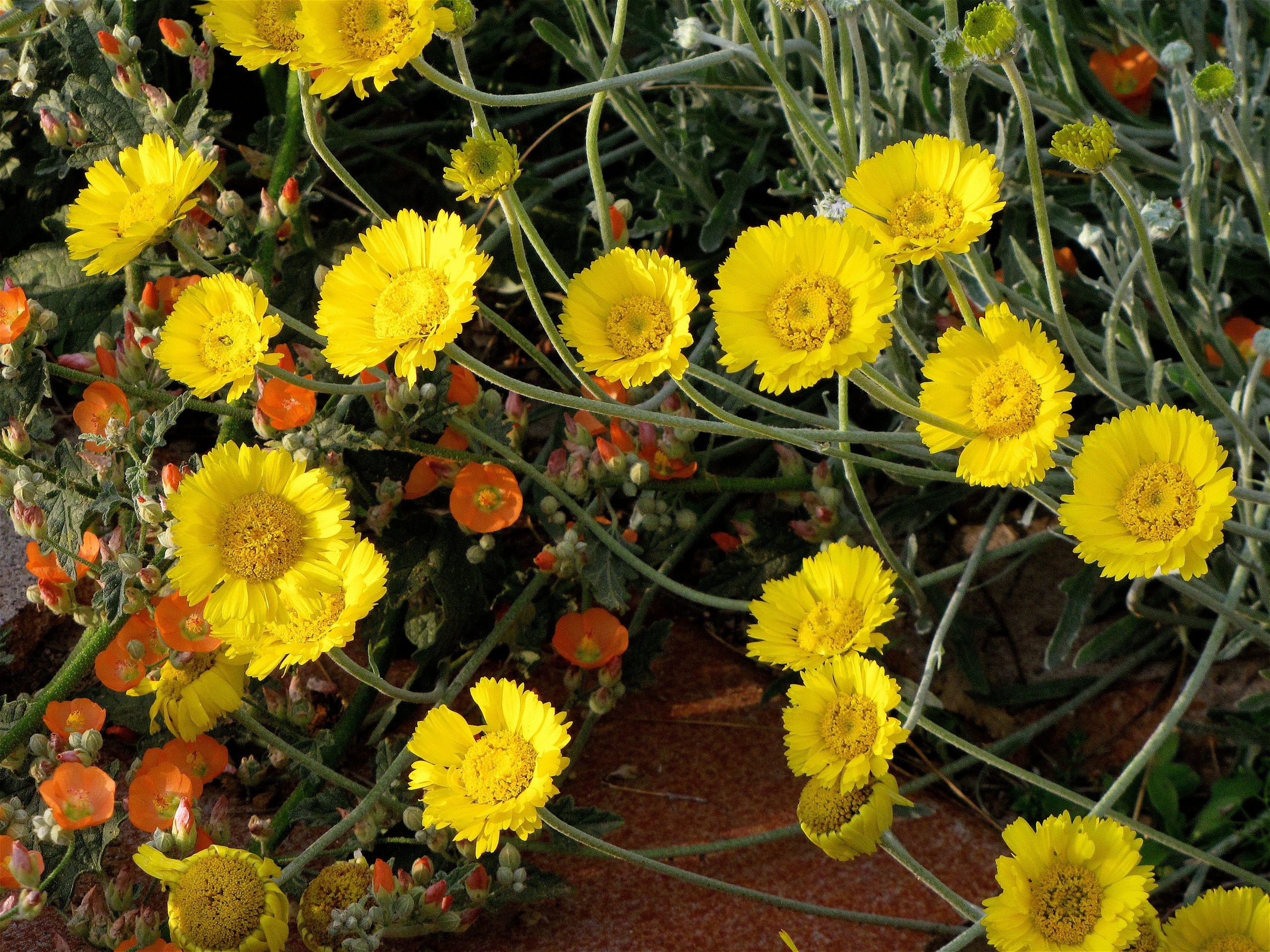 Desert Marigolds with Orange Globe Mallow Desert Marigolds with Orange Globe Mallow