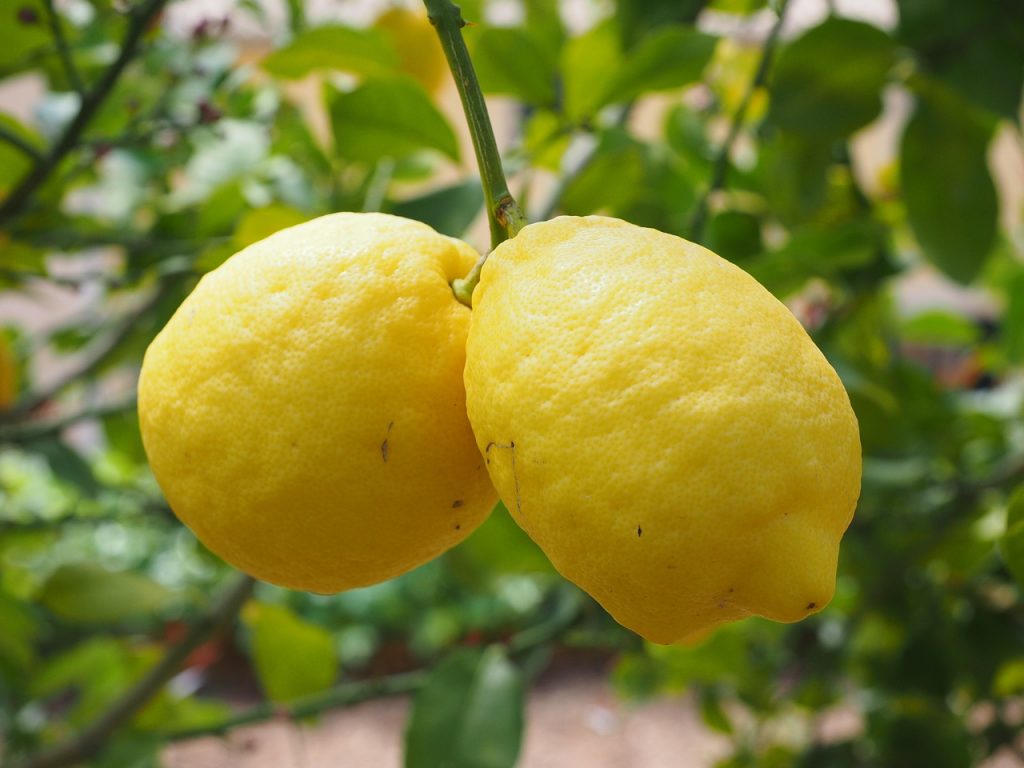 Ripe yellow lemons on a tree. 