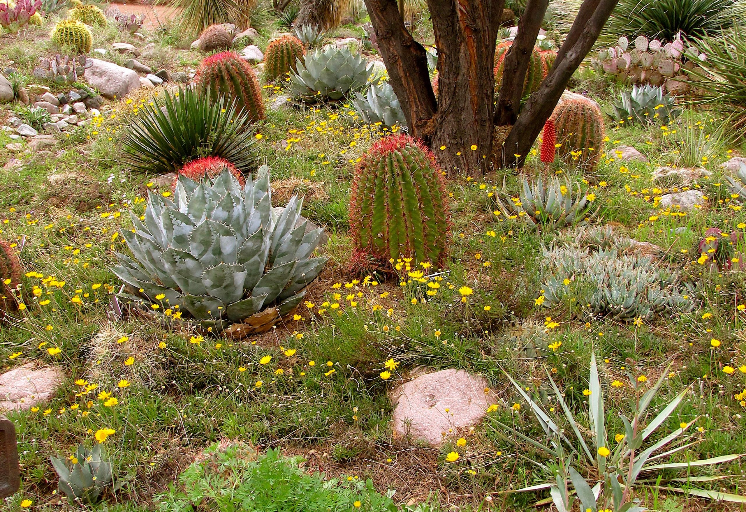 desert plant scene with cactus, flowers, and trees