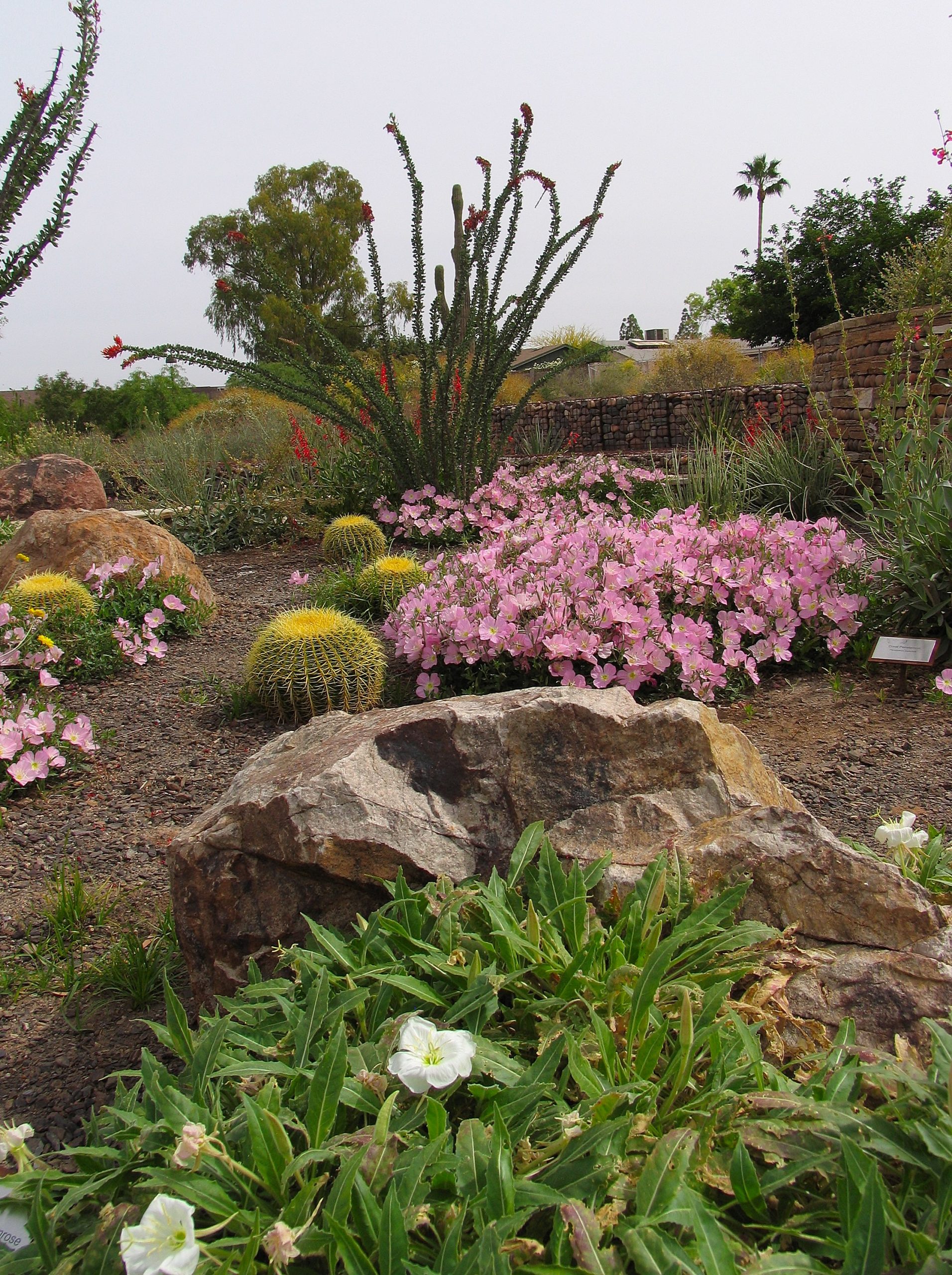 See Desert Plants in Action at a Demo Garden - Water Use It Wisely