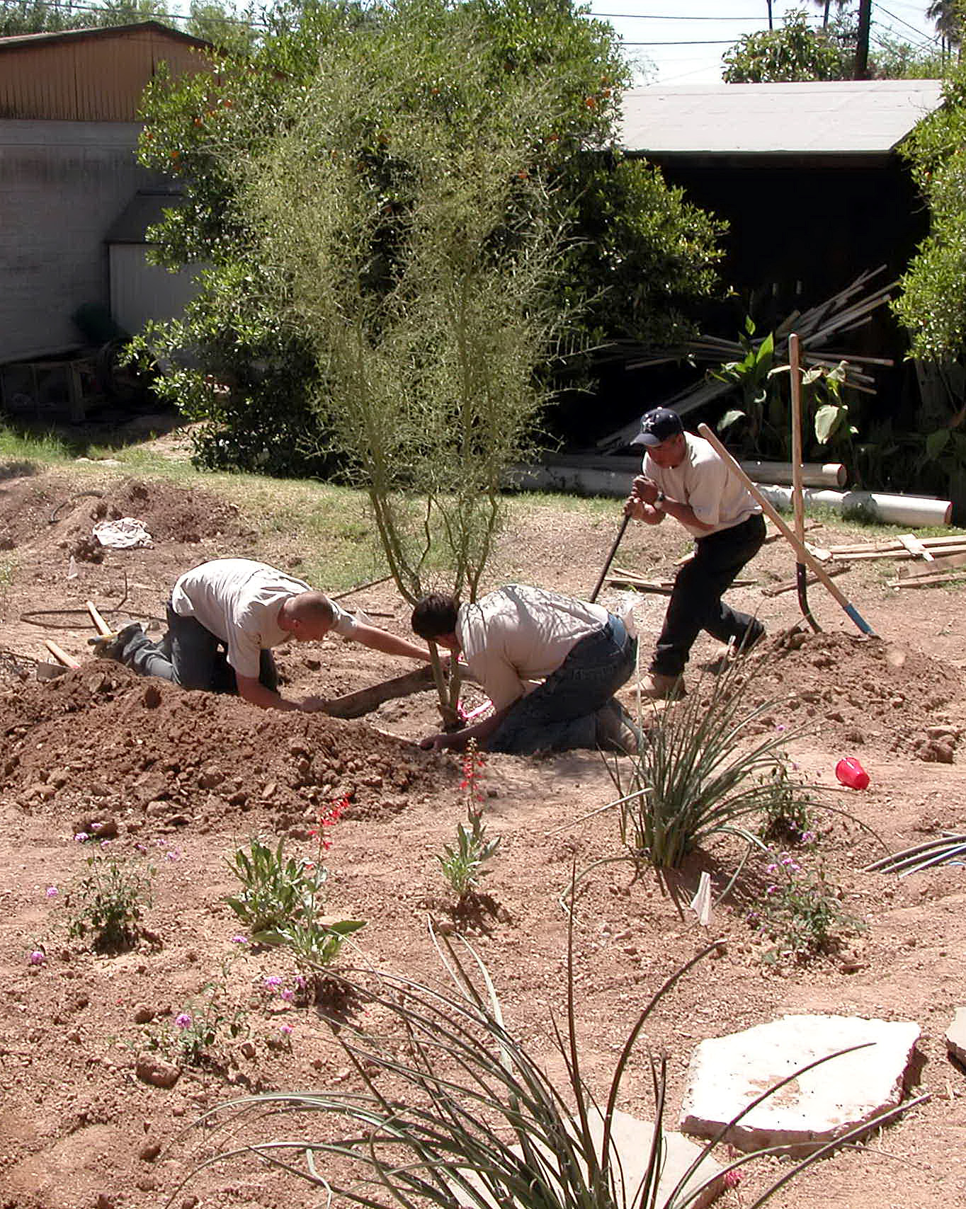 Fall Garden Planting In The Arizona Desert Water Use It Wisely
