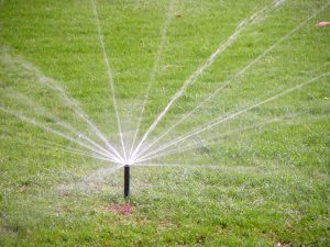 You can save 8,000 gallons of water each season for every 1,000 sq. ft. of grass not overseeded.