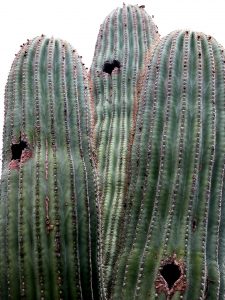 Saguaro stems with holes.