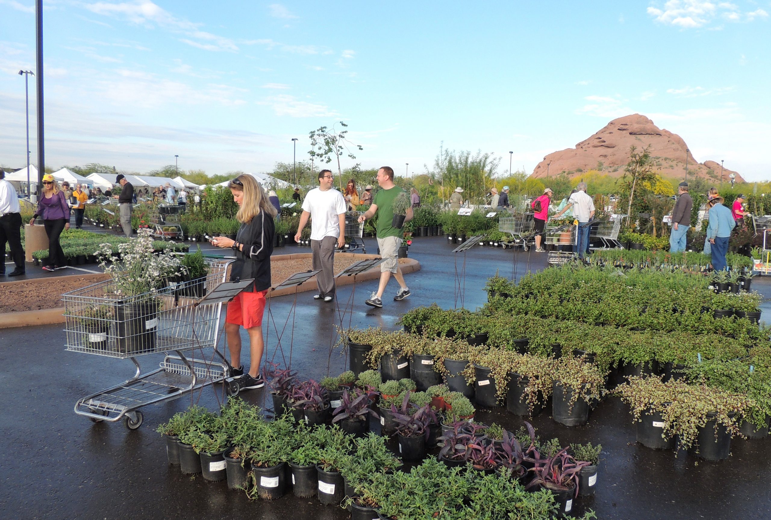 Plant sale at Desert Botanical Garden