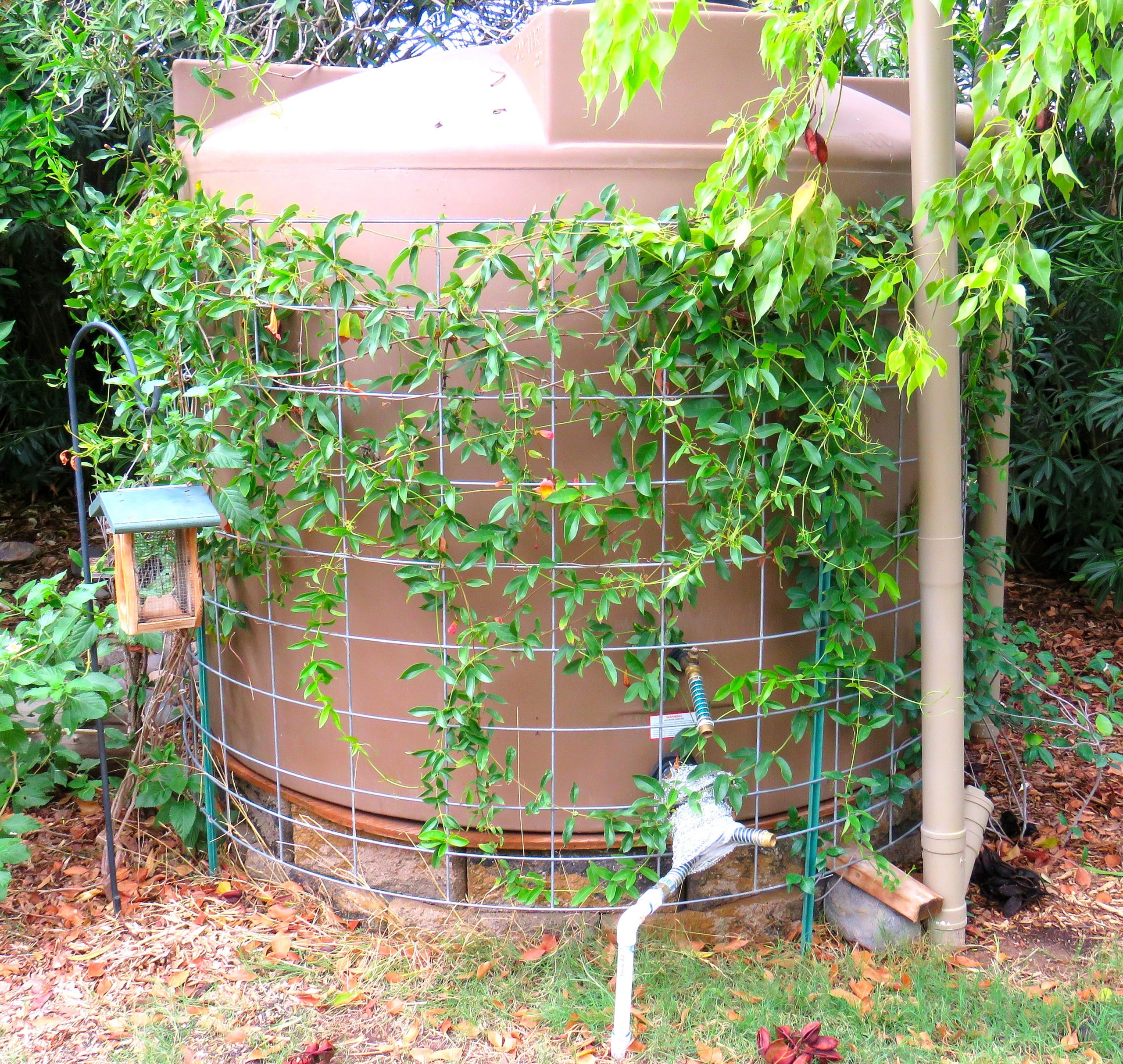 Cistern in yard with vines growing on it.