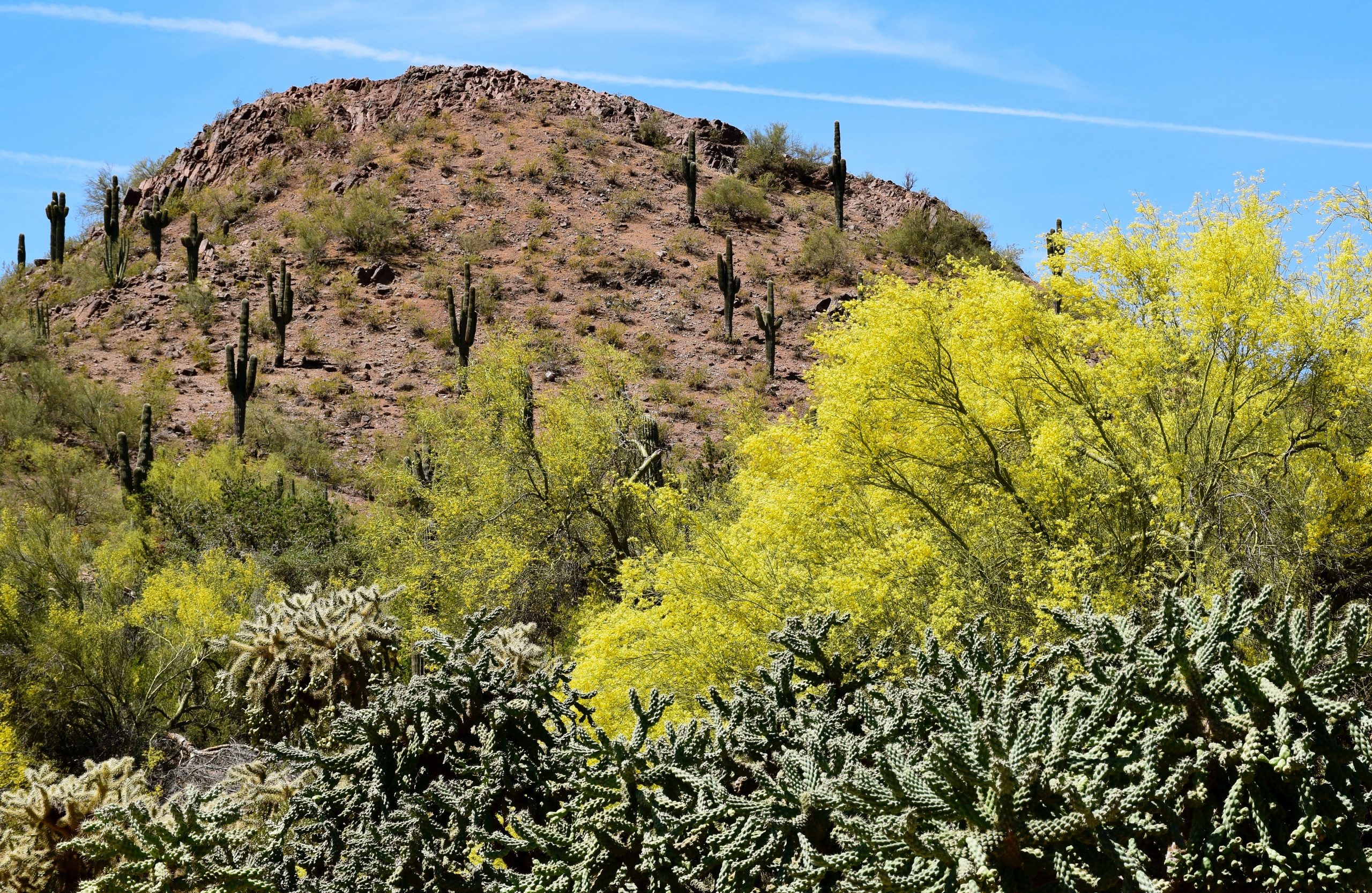 Saguaro's growing on desert hill