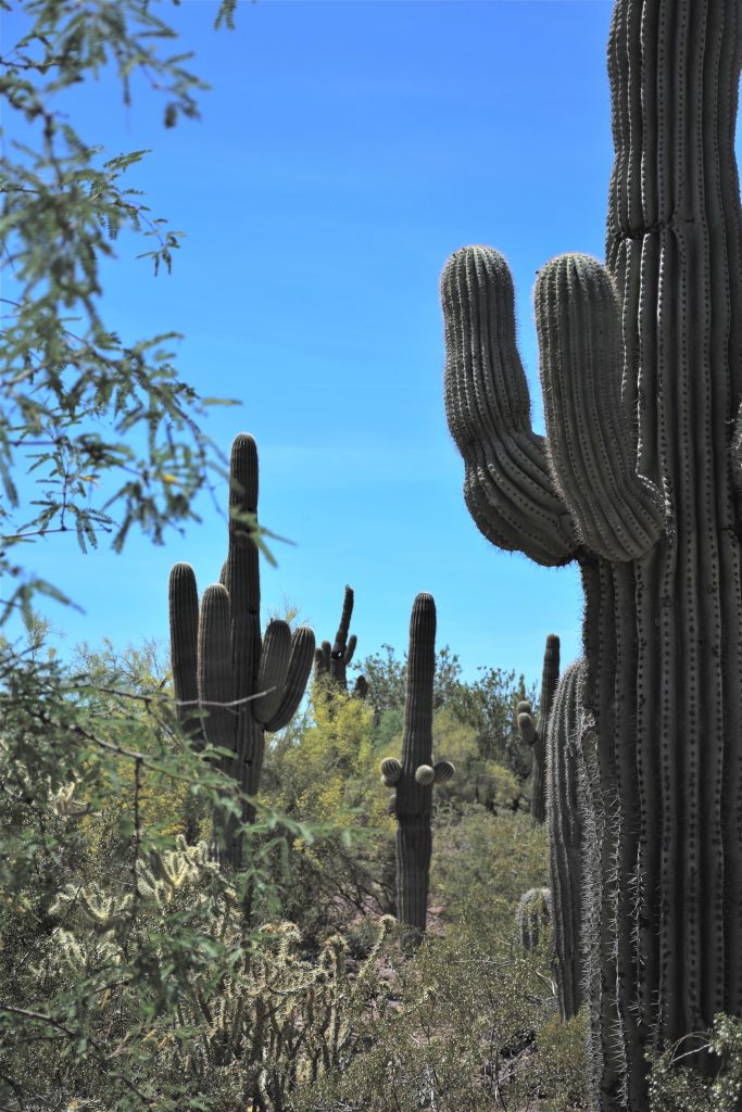 Saguaro in desert