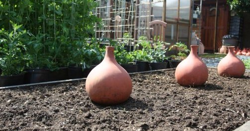 Garden irrigation - olla pots in place. — Steemit