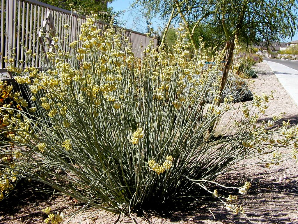 Desert Milkweed in Bloom