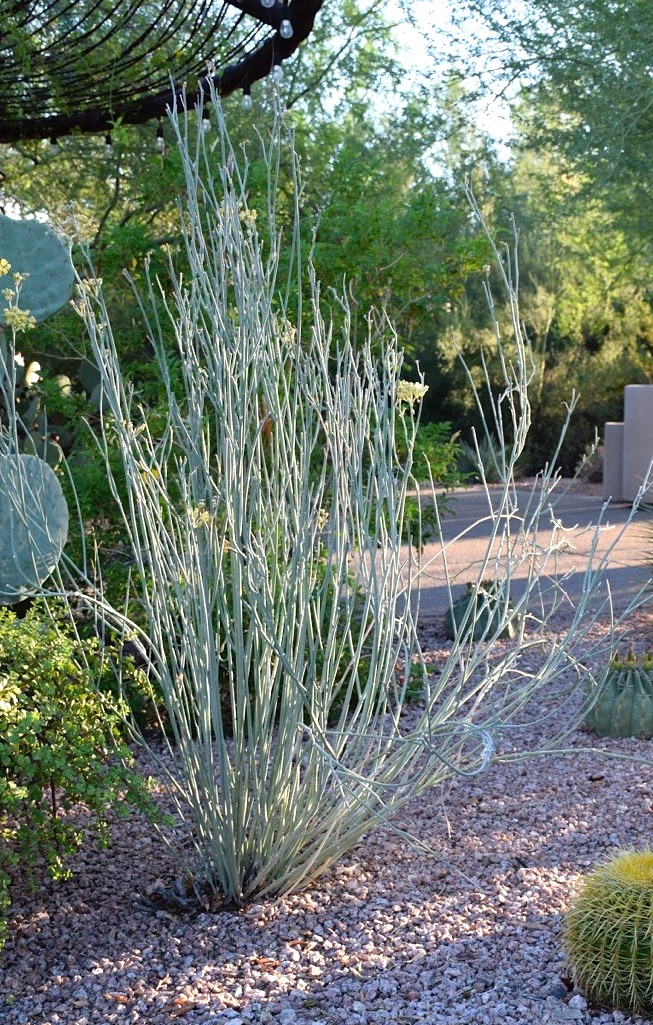 Desert Milkweed succulent