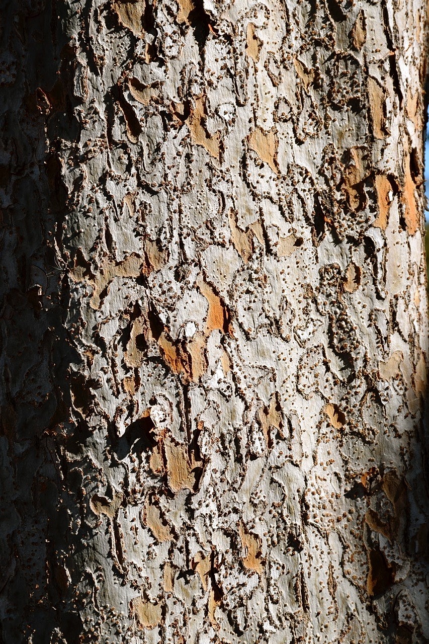 Evergreen Elm Tree Plant Of The Month Water Use It Wisely
