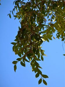 Elms have serrated dark green leaves.