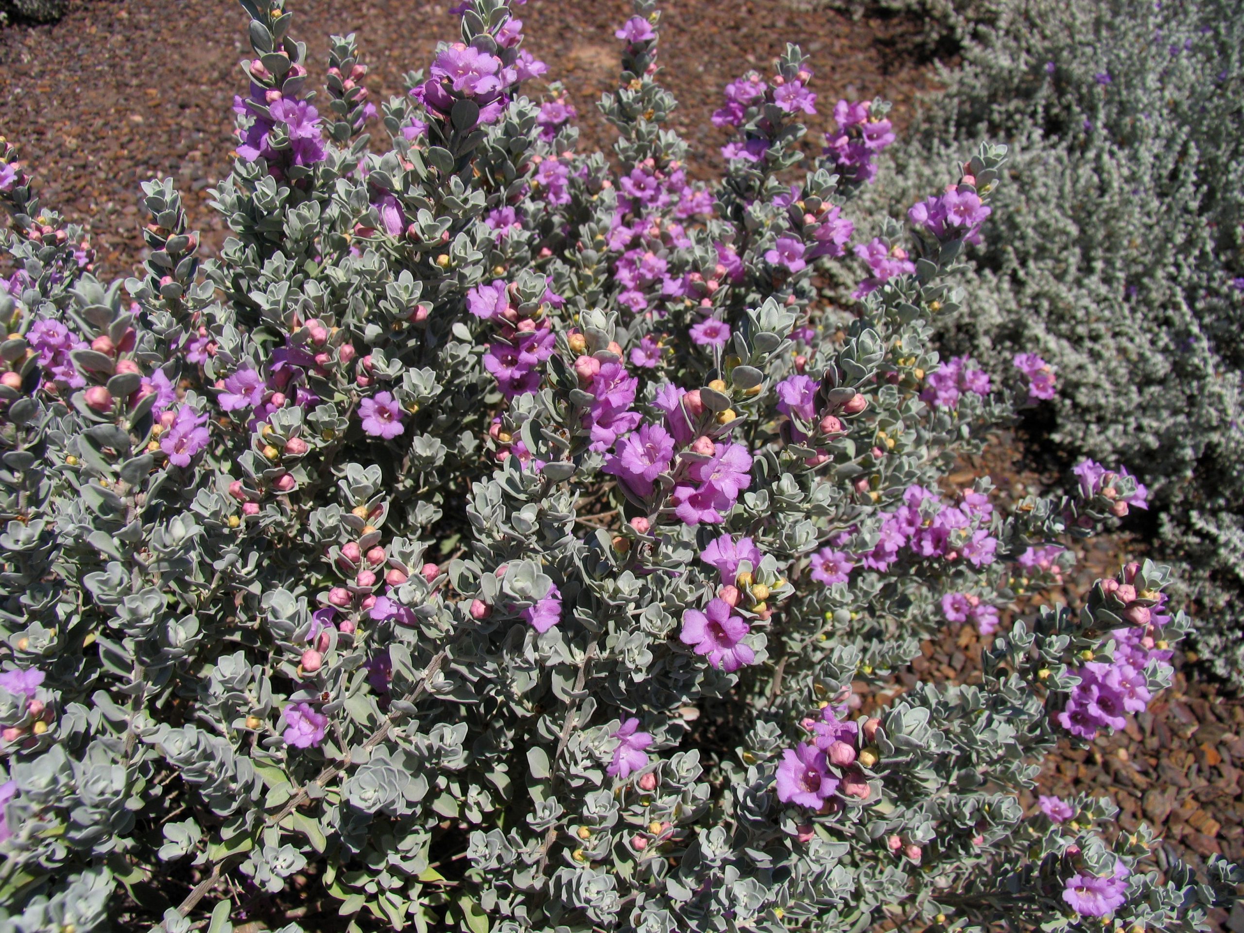 Irrigation System: Texas Sage covered in purple flowers. 