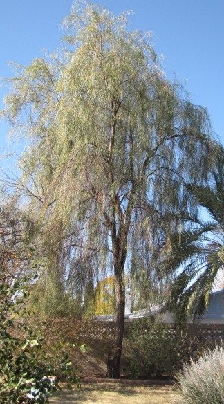 Acacias: pl_acacia stenophylla Shoestring2